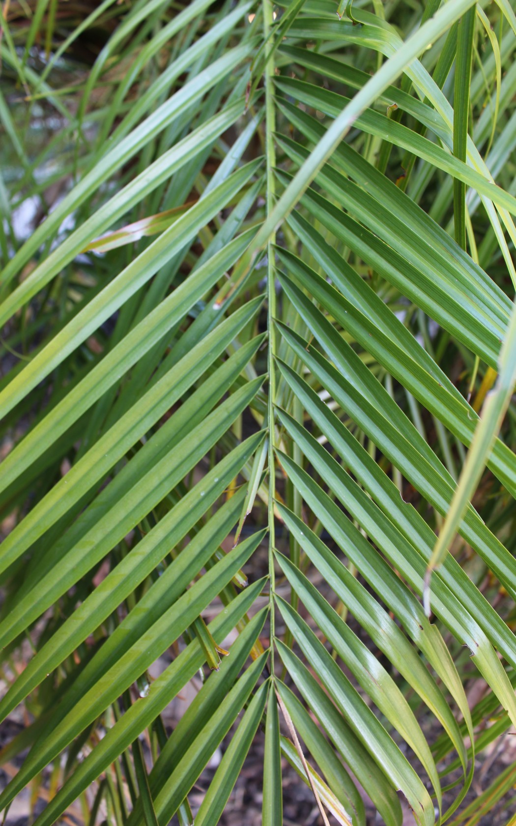 Frond